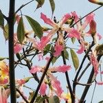 Ceiba speciosa Квітка