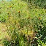 Cyperus giganteus 叶