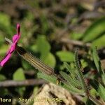 Silene stockenii Fiore