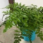 Asplenium balearicum Yaprak