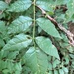 Zanthoxylum americanum Ліст