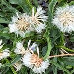 Scorzonera austriaca Fruit