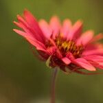 Gaillardia amblyodon Floare