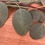 Eucalyptus polyanthemos Лист