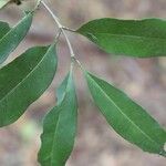Pleiocarpa pycnantha Leaf