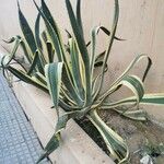 Agave americana Fulla