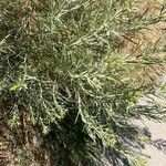 Artemisia filifolia Leaf