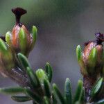 Erica arborescens फूल