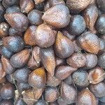 Salacca zalacca Frutto