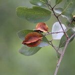 Combretum collinum Fruit