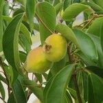 Diospyros virginiana Fruto