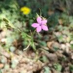 Dianthus armeriaFlower