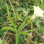 Distimake quinquefolius Flower