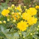 Sonchus pinnatifidus Alia