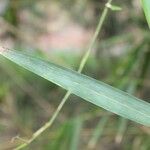 Bambusa vulgaris পাতা