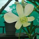 Dendrobium nobileപുഷ്പം