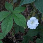 Merremia aegyptia Flower