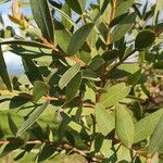 Eucalyptus parvula Hoja