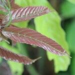 Leea guineensis Feuille