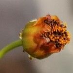 Coreopsis tinctoria Blüte