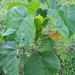 Croton macrostachyus Yaprak