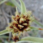 Cyperus capitatus फूल