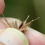 Themeda quadrivalvis Φρούτο