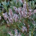 Salix glabra Kwiat