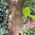 Rhododendron yakushimanum Bark