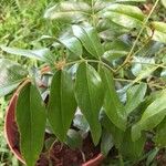 Bolusanthus speciosus Blad