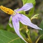 Solanum paludosum Λουλούδι