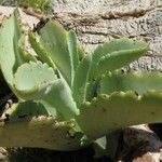 Kalanchoe brachyloba Лист