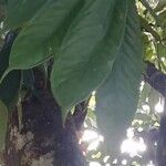 Amherstia nobilis Leaf