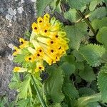 Corydalis nobilis Blüte