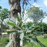 Tabebuia aureaDeilen