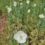 Papaver somniferumÇiçek