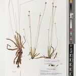 Eriocaulon inyangense Otro