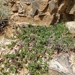 Thymus embergeri Habitatea