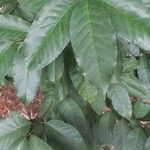 Prunus africana Blatt