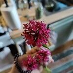 Valeriana lecoqii Flower