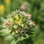 Knautia arvernensis Frutto