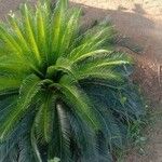 Cycas revolutaЛіст