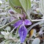Teucrium fruticans Blüte