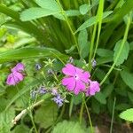 Primula sieboldii फूल