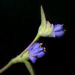 Cyanotis vaga फूल