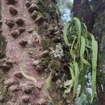 Pleopeltis macrocarpa Bark