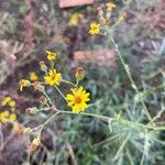 Senecio pterophorus Flower