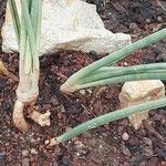 Dracaena volkensii Hostoa