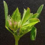 Trifolium squamosum Altro