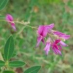 Lespedeza bicolor Virág